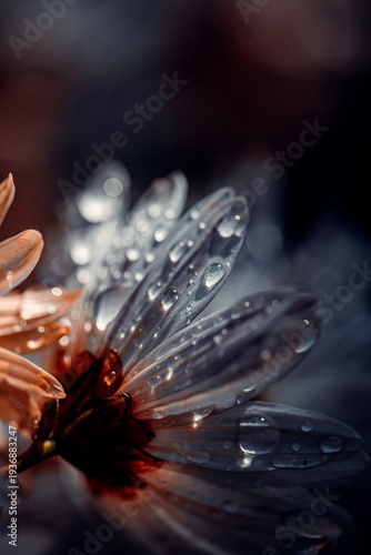 Water drops on delicate flower petals in dark moody lighting
