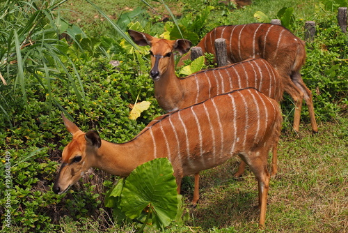 Bild auf Leinwand Sitatunga Antelopes Grazing Among Tropical Greenery