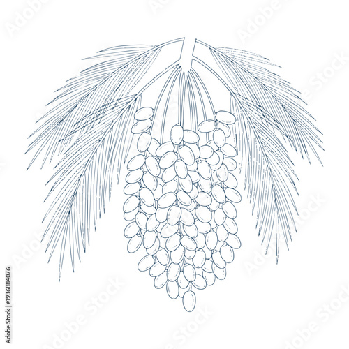 Vector illustration of dates growing on palm tree with large green leaves