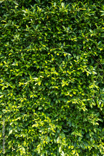 Lush Green Leaf Hedge Natural Background Texture