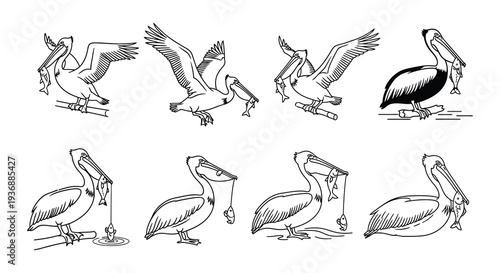 Line art illustration displaying various pelican poses and behaviors