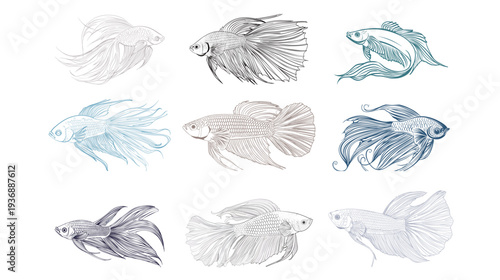 Isolated outline Siamese fighting fish vector illustration, elegant betta fish line art