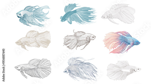 Isolated outline Siamese fighting fish vector illustration, elegant betta fish line art