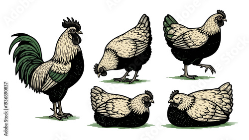 Vintage Illustration of Rooster and Hens in Detailed Engraving Style