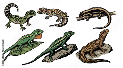 Collection of Detailed Lizard Illustrations on White Background