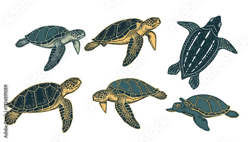 Collection of Hand-Drawn Sea Turtles in Various Swimming Poses