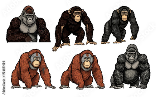 Collection of Detailed Hand-Drawn Ape Illustrations on White Background
