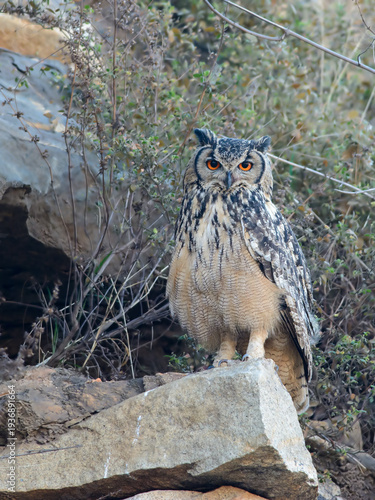 Rock Eagle-Owl (Indian Eagle-Owl)