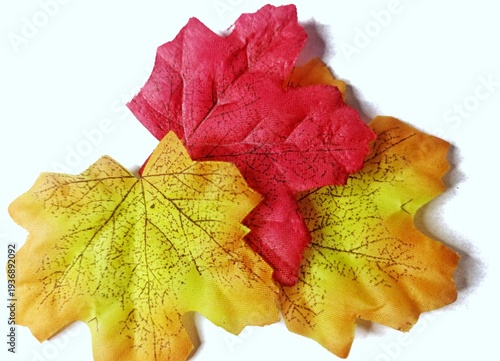 Colorful autumn maple leaves isolated on white