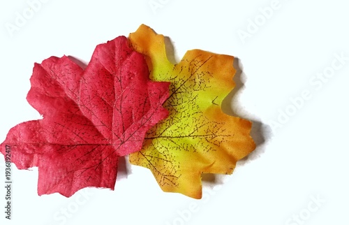 Colorful autumn maple leaves isolated on white