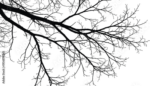 Bare tree branches silhouette spreading across sky background, intricate winter twig pattern, natural abstract texture, minimalist nature design, botanical outline concept for backgrounds