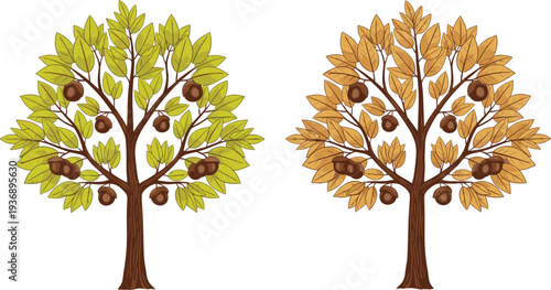Oak tree with green and autumn leaves illustration, acorn fruit seasonal change isolated on white background vector design