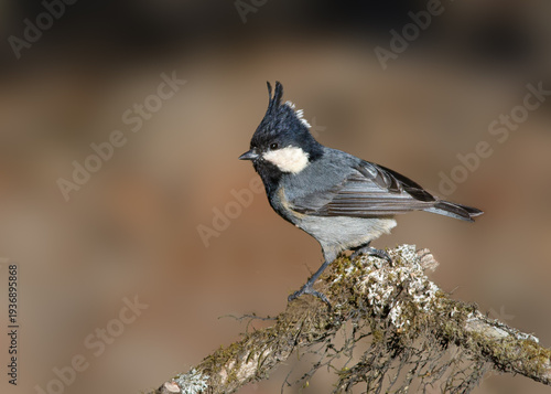 Rufous-vented tit
