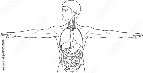 Human anatomy organs line art illustration, male body internal digestive respiratory system medical education vector outline diagram