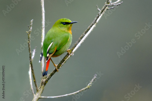 Fire-tailed myzornis