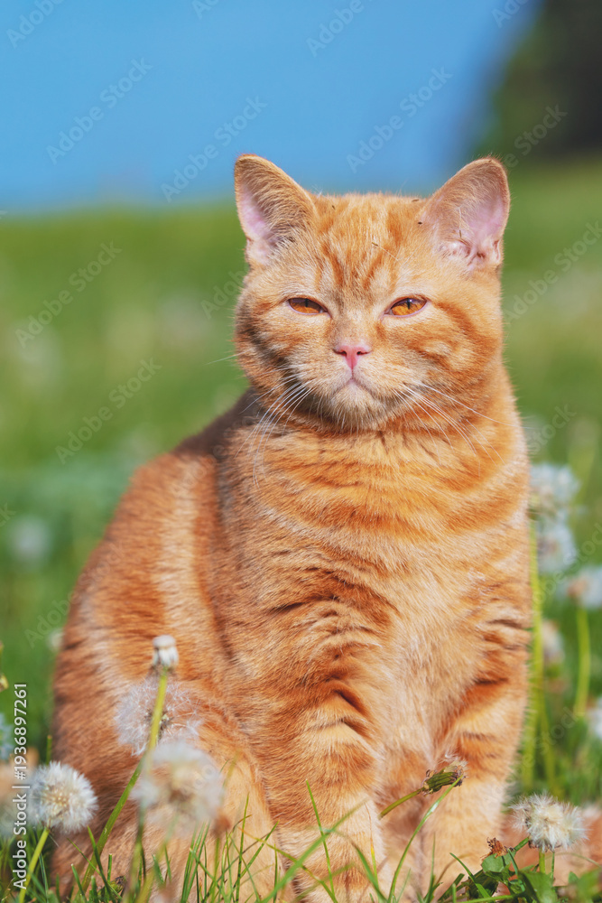 Fototapeta premium Portrait of a little kitten in the dandelion field among blowballs. Cat enjoying spring