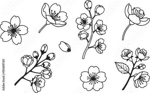 A black and white illustration depicts several cherry blossom branches and flowers. The artwork showcases a variety of blossom stages, including single flowers, budding branches, and falling petals.