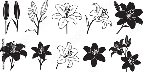 A black and white illustration depicts various lily flowers in different stages of bloom. The image showcases a collection of lily buds, open lilies, and lily blossoms, arranged in a linear pattern.