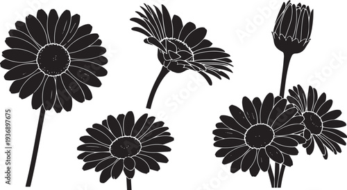 Several daisy flower silhouettes are arranged on a white background. The flowers vary in stages of bloom, from fully open blossoms to buds.