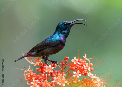 Loten's Sunbird (Long-billed Sunbird)