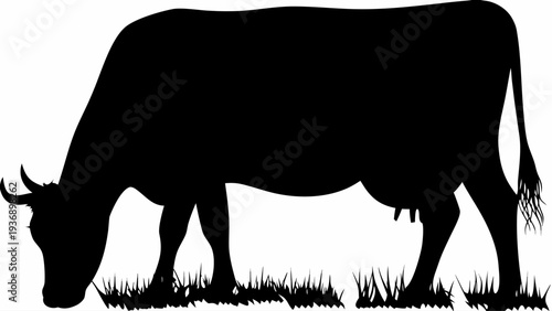 Majestic black cow grazing peacefully in lush green grass