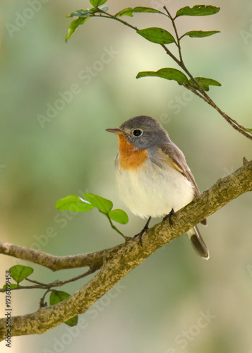 Red-breasted Flycatcher