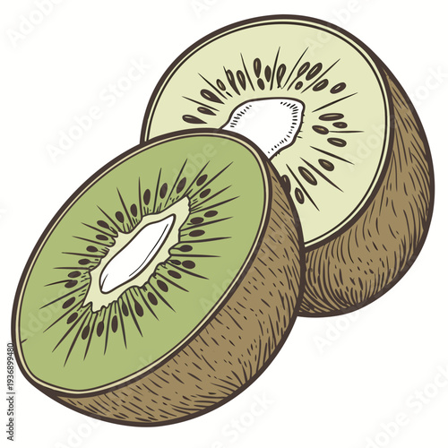 Highly detailed of a kiwi fruit cut in half green brown