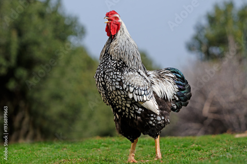 silver wyandotte cockerel