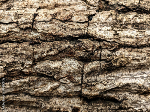фотографія Close-up of Rugged Tree Bark Texture - Natural Woody Background Pattern