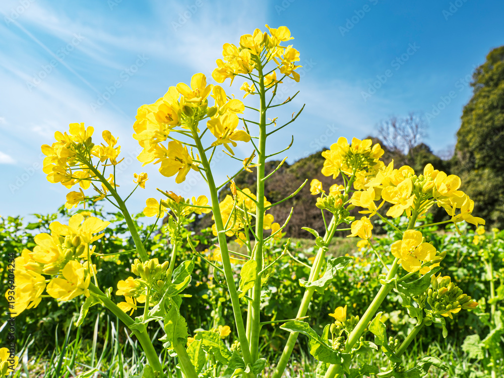 Fototapeta premium 青空へ伸びる菜の花、陽光に輝く春の躍動感