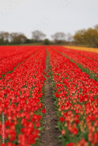Rows of blooming red tulips with a path leading to the horizon in a spring flower field. Floral countryside landscape