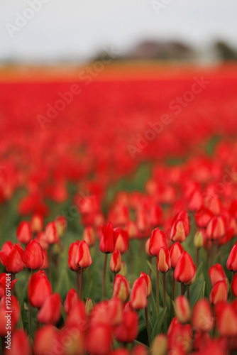 Rows of blooming red tulips with a path leading to the horizon in a spring flower field. Floral countryside landscape