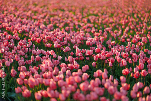 Wide view of blooming pink tulips in a spring flower field. Floral background and countryside landscape