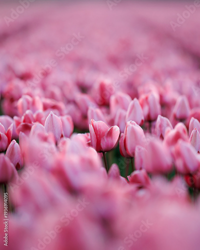 Single pink tulip in bloom with dreamy bokeh in a spring flower field. Soft floral background
