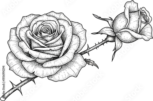 A detailed black and white illustration of two roses with thorns on a stem