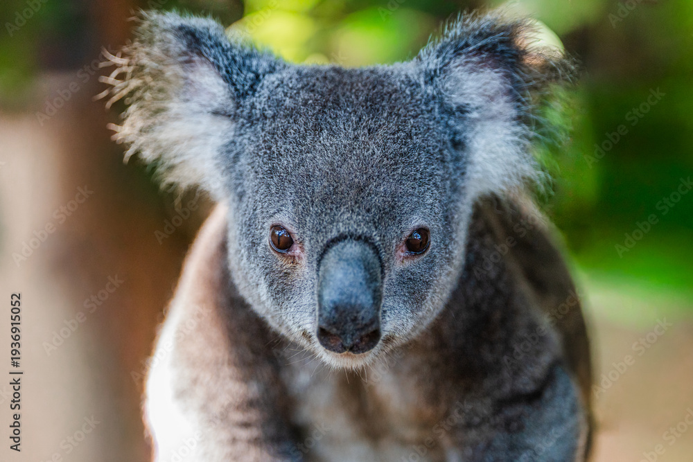 Obraz premium Closeup of a koala bear facing forward; native Australian wildlife; marsupial animal in the wild