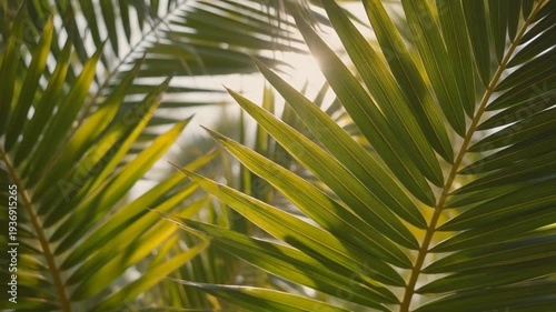 Close‑up view of vibrant green palm leaves arranged in a fan pattern on a sunny tropical beach, captured in a serene photograph