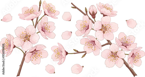 A delicate illustration of pink cherry blossoms on a white background