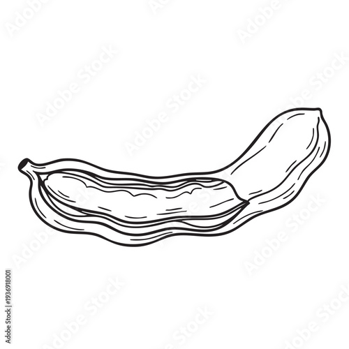 Tamarind pod open showing pulp and seeds inside isolated on white background simple line art outline vector illustration sour fruit ingredient for cooking