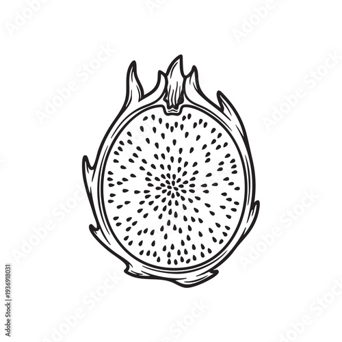 Dragon fruit slice cut in half exotic tropical fruit showing seeds and pink flesh isolated on white background simple line art outline vector illustration healthy food