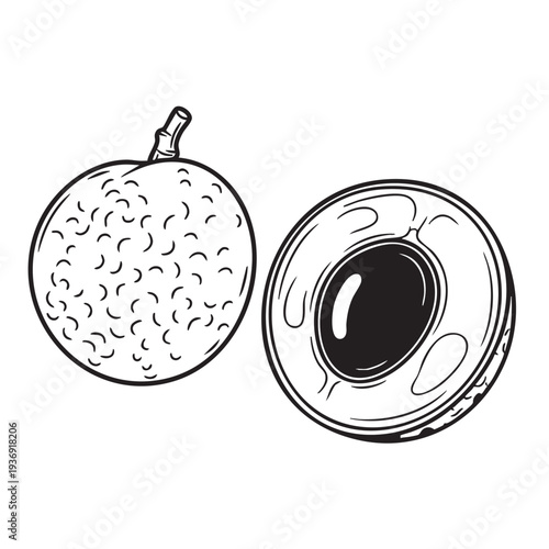 Longan fruit, whole and halved, stylized line drawing, vector illustration of exotic fruit, rough skin texture, juicy flesh and seed inside, isolated graphic element