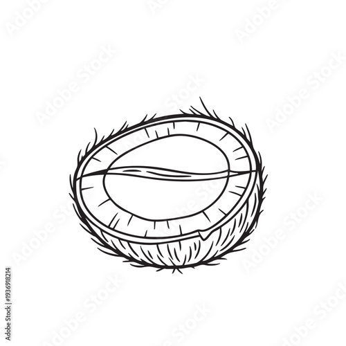Halved coconut, stylized line drawing, vector illustration of tropical fruit, hairy shell exterior, white flesh interior, isolated on white background, graphic element