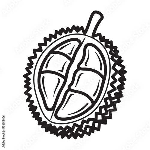 Durian fruit half with thorny rind and visible pulp isolated on white background hand drawn sketch style vector illustration exotic ink drawing