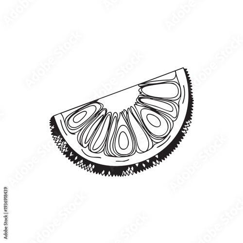 Fresh lime slice with pulp and textured peel isolated on white background hand drawn sketch style vector illustration citrus fruit ink drawing