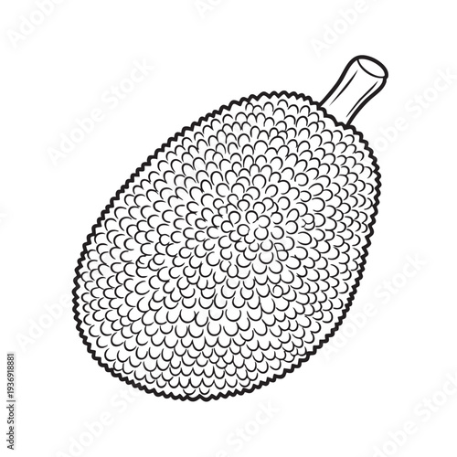 Jackfruit large exotic tropical fruit in black and white line art illustration, spiky texture outer shell and stalk segment for healthy eating and natural ingredient isolated on white