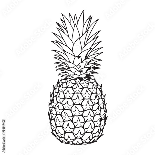 Pineapple whole fruit line art illustration black and white drawing isolated on white background tropical plant healthy food organic product for summer design elements juicy sweet taste