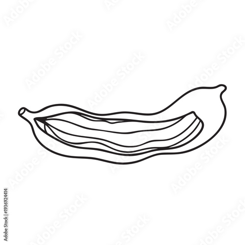 Vanilla bean or pod with inner seeds isolated on white background outline sketch drawing in black line art style for culinary and spice designs