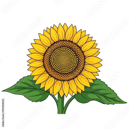 Sunflower illustration viewed from front with detailed petals and leaves