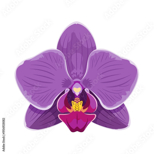 Vibrant Purple Orchid Flower Illustration from a Front View