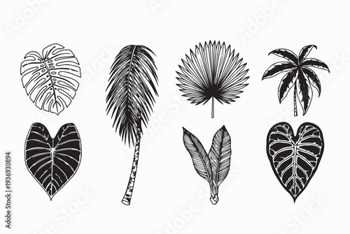 Tropical palm leaves silhouettes and line art set.